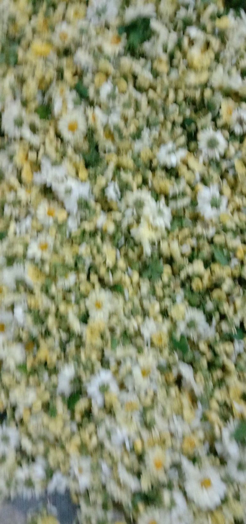 杭百菊