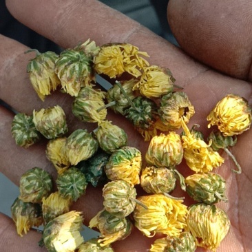 杭百菊