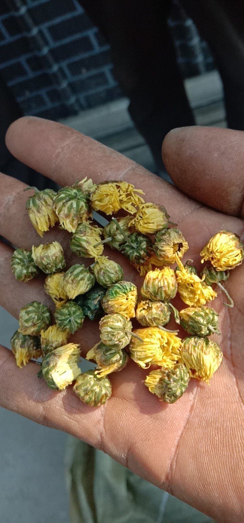 杭百菊