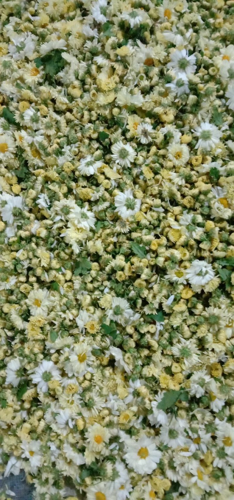 杭百菊