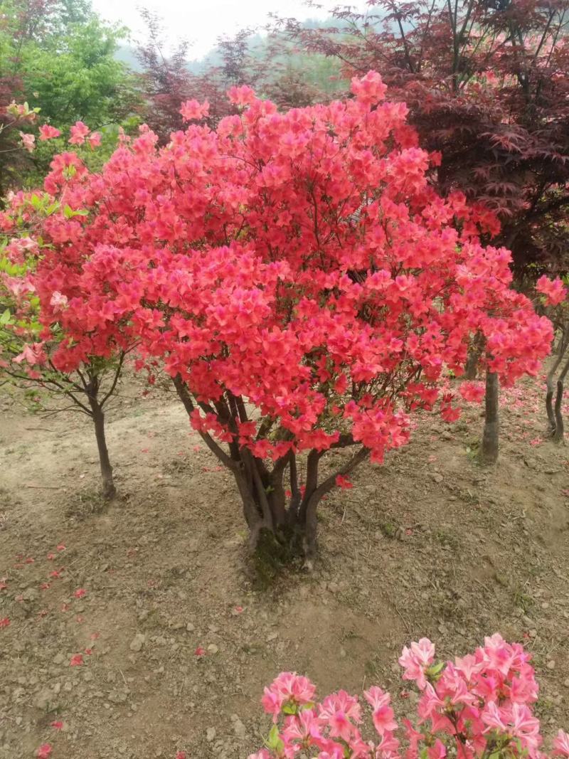 映山红绿化工程桩国旗红熟桩批发各种规格