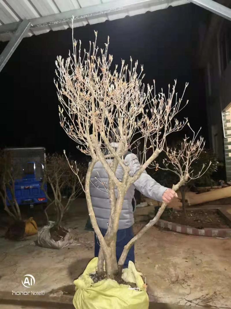 映山红绿化工程桩国旗红熟桩批发各种规格