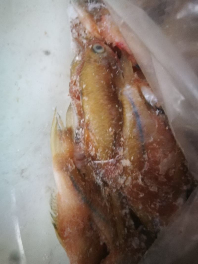 开肚鳑鲏，开肚鳑鲏，鳑鲏鲜货，活鳑鲏，冻货鳑鲏