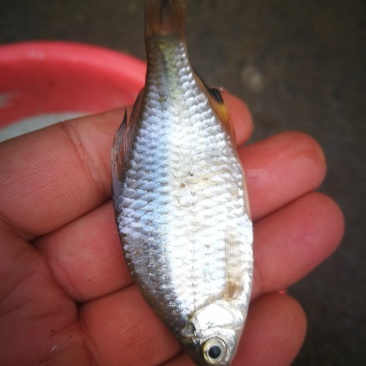 开肚鳑鲏，开肚鳑鲏，鳑鲏鲜货，活鳑鲏，冻货鳑鲏