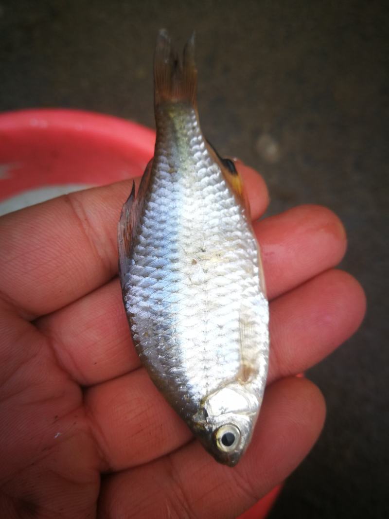 开肚鳑鲏，开肚鳑鲏，鳑鲏鲜货，活鳑鲏，冻货鳑鲏