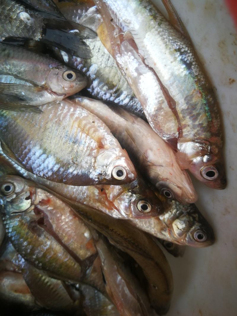 开肚鳑鲏，开肚鳑鲏，鳑鲏鲜货，活鳑鲏，冻货鳑鲏