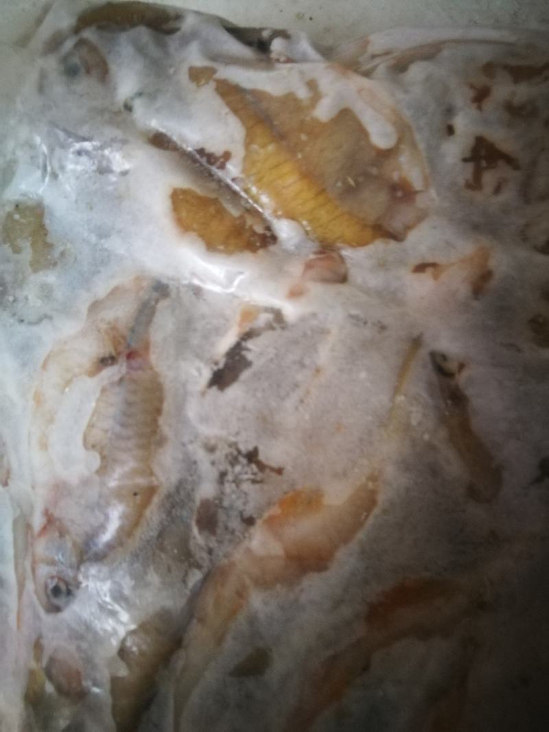 开肚鳑鲏，开肚鳑鲏，鳑鲏鲜货，活鳑鲏，冻货鳑鲏