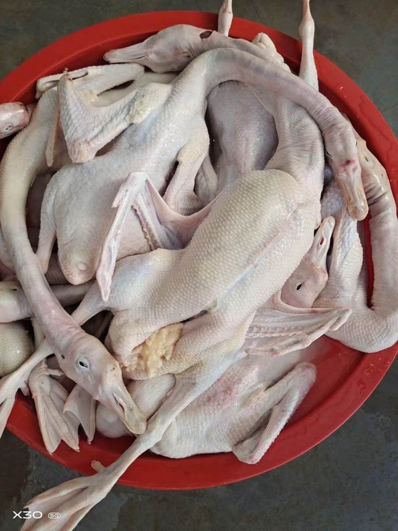 常年批发零售东北大鹅