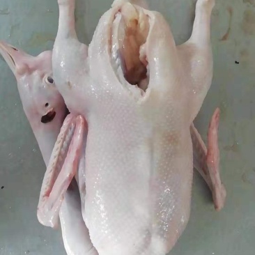 常年批发零售东北大鹅