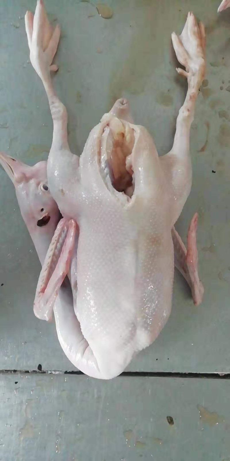 常年批发零售东北大鹅