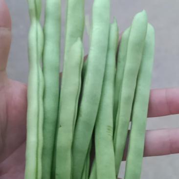 云南保山市潞江坝精品四季豆，质量好量大，欢迎老板来电