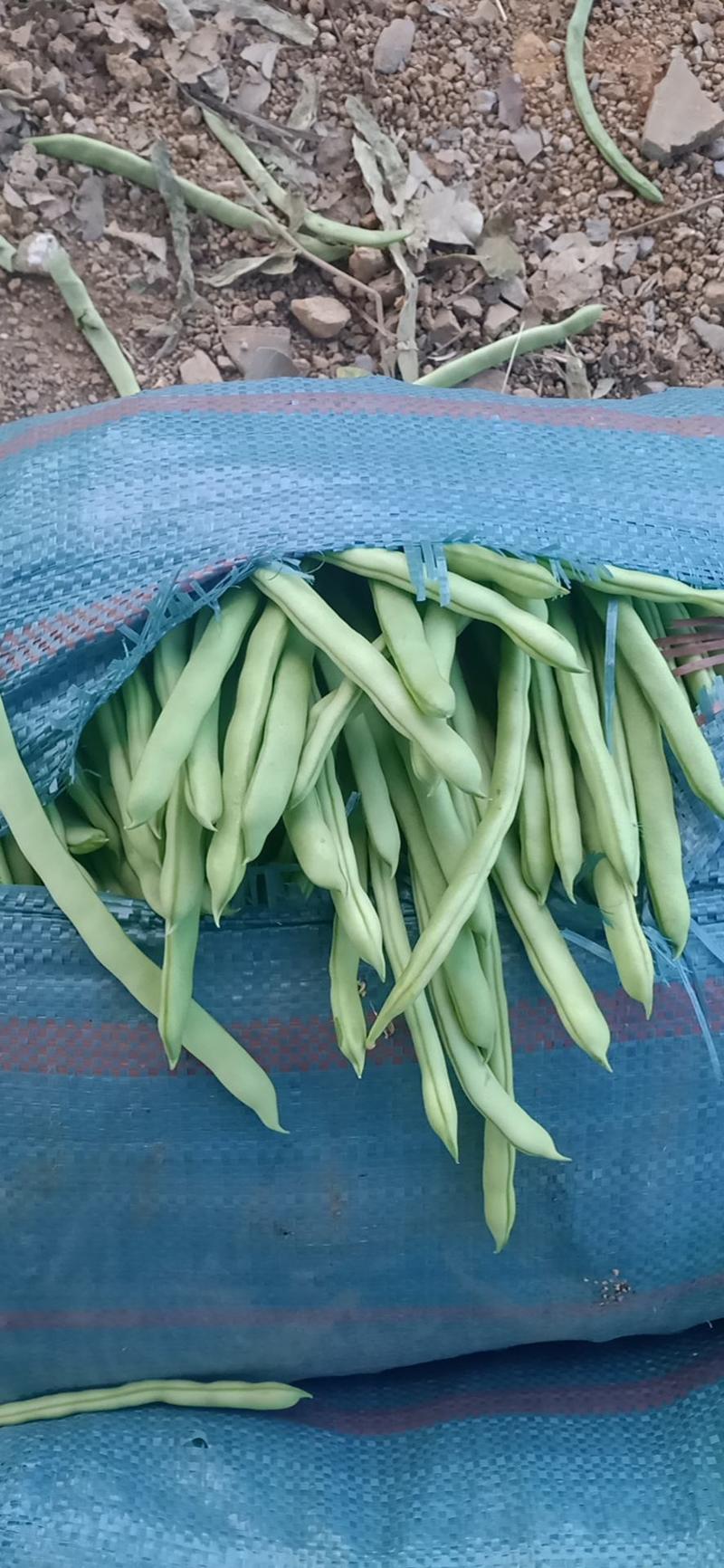 云南保山市潞江坝精品四季豆，质量好量大，欢迎老板来电