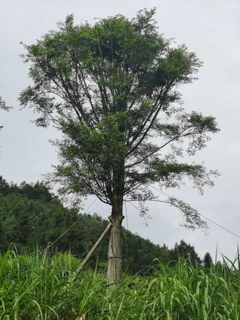 红豆杉园林绿化小区植树工程福建福安绿化苗木直销