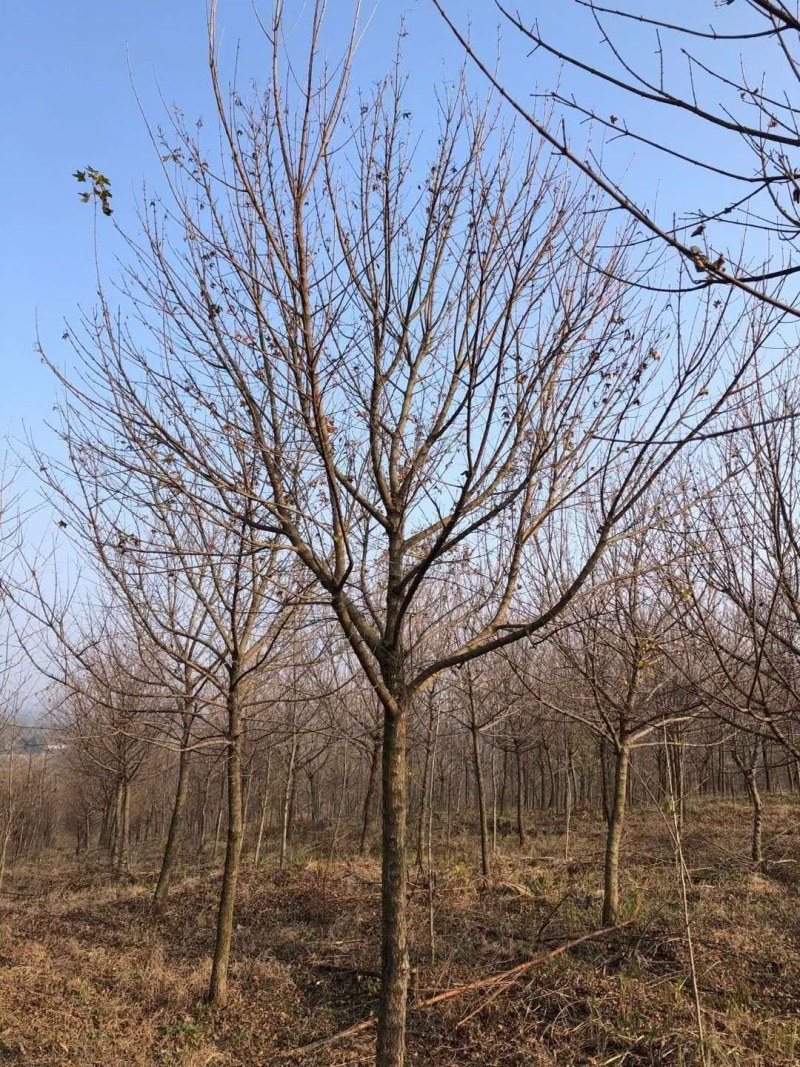 常年供应各种规格五角枫