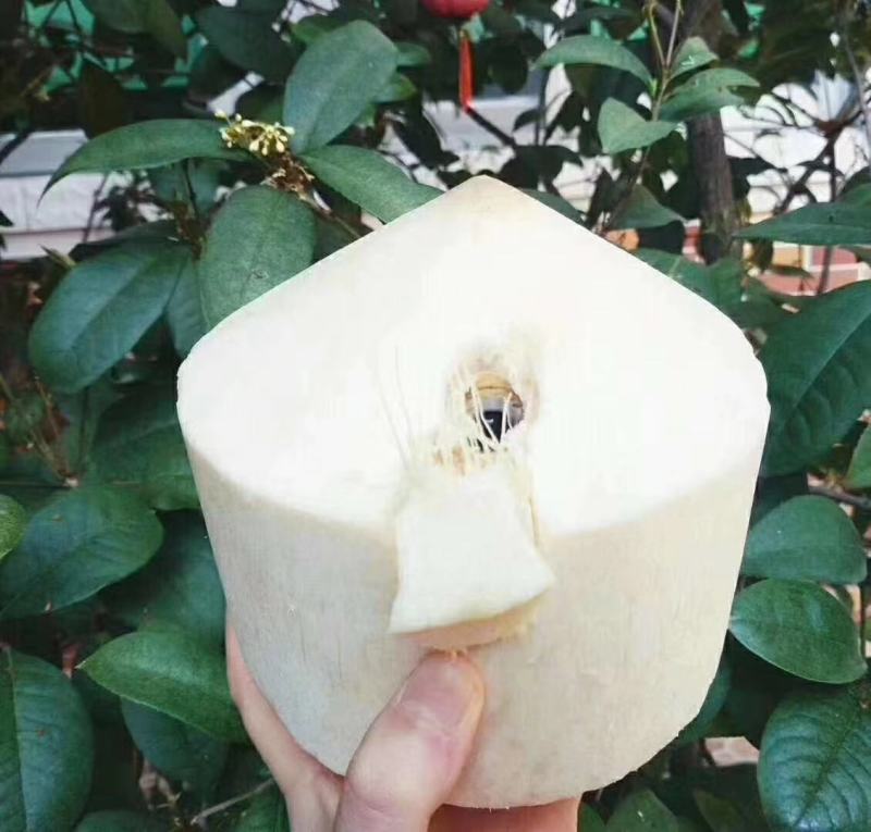 海南精品椰青！这是来自海南的祝福！
