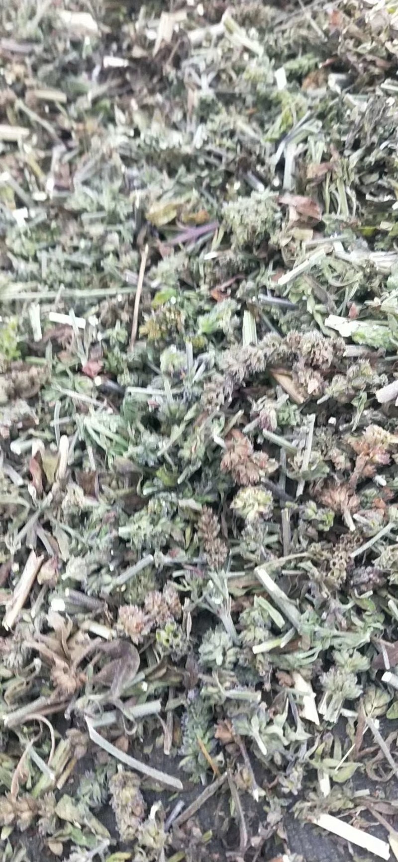 荆芥穗荆芥片，荆芥租子