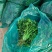 【推荐】香菜(芫荽叶绿香四溢三十公分左右高大量现货基地
