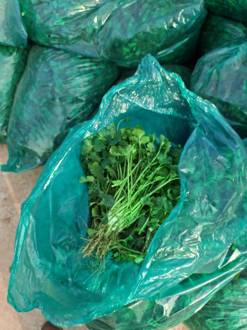 【推荐】香菜(芫荽叶绿香四溢三十公分左右高大量现货基地