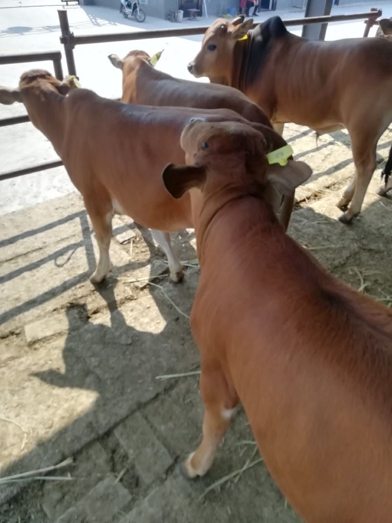 西门塔尔牛牛犊，三元杂交牛，肉牛犊，长势快，好饲养