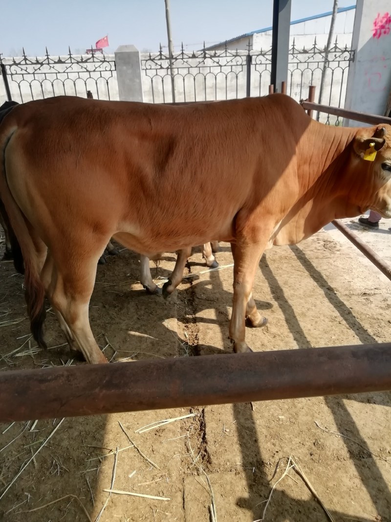 西门塔尔牛牛犊，三元杂交牛，肉牛犊，长势快，好饲养
