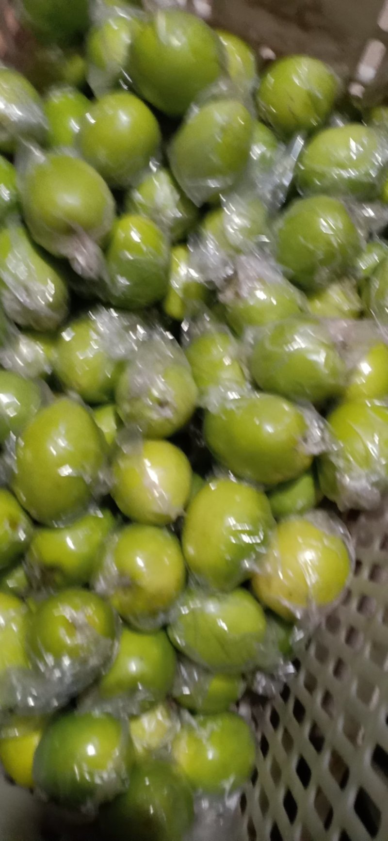 台湾大青枣