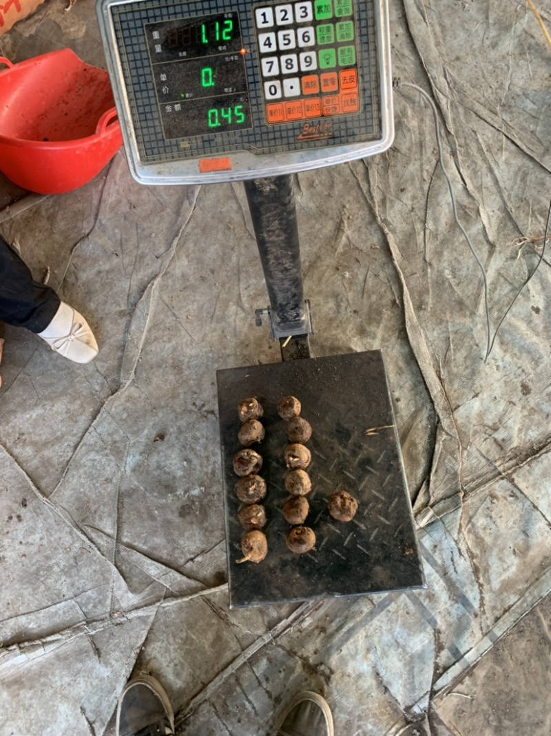 广西贵港马蹄质量好够大个