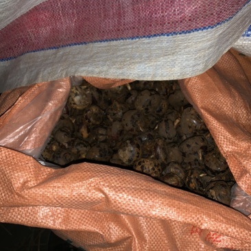 广西贵港马蹄质量好够大个