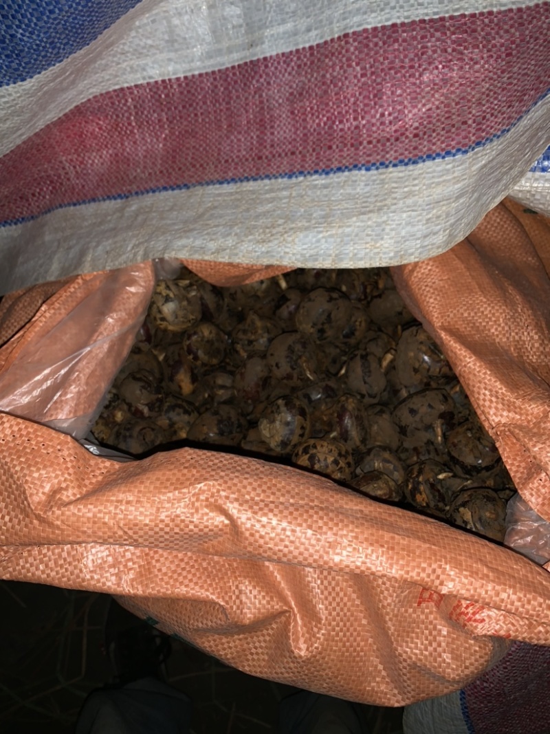 广西贵港马蹄质量好够大个