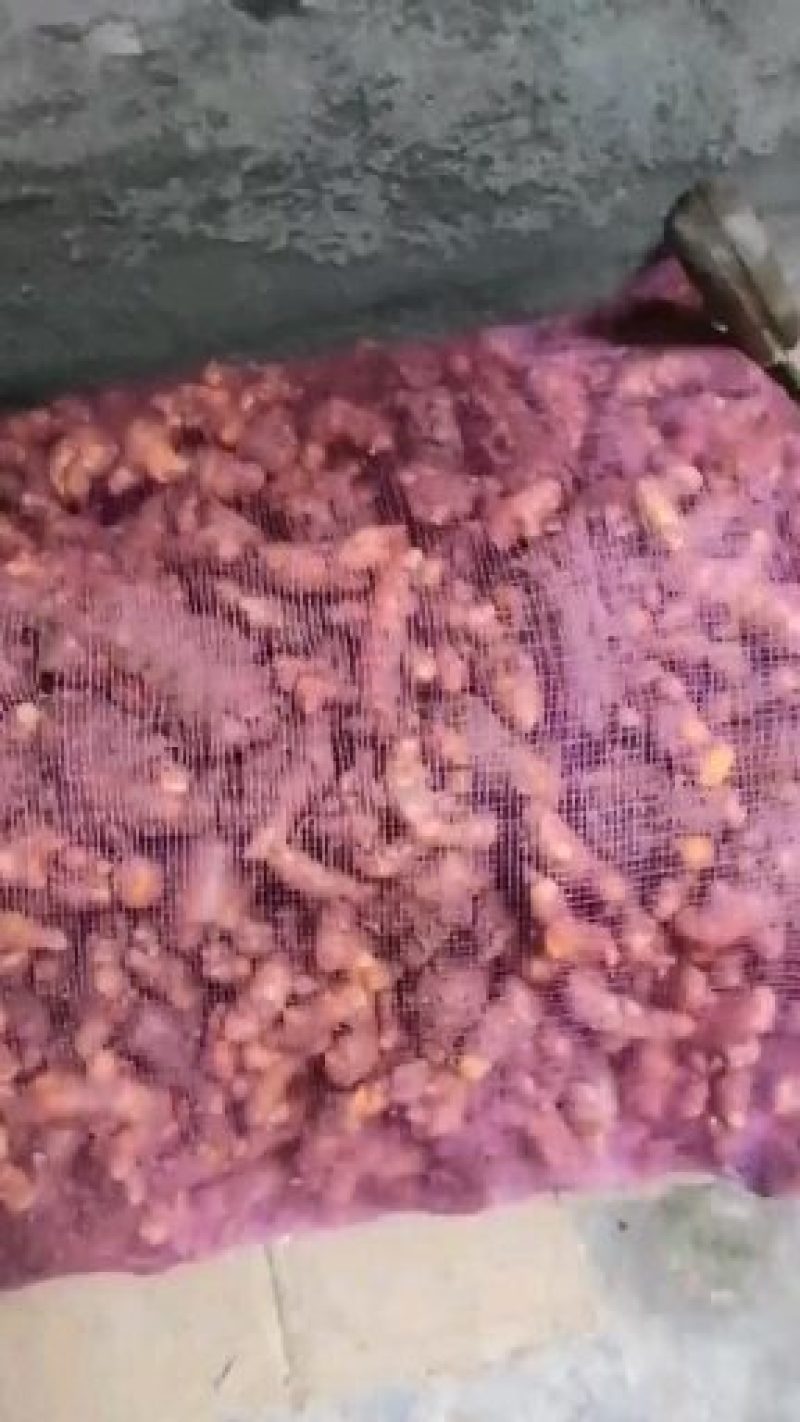 姜黄.姜黄.月子姜.药用姜可供种植郁金姜黄