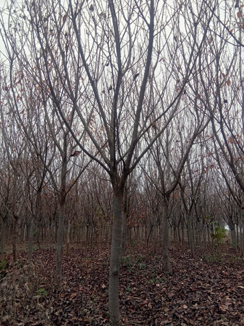 常年供应各种早樱，晚樱