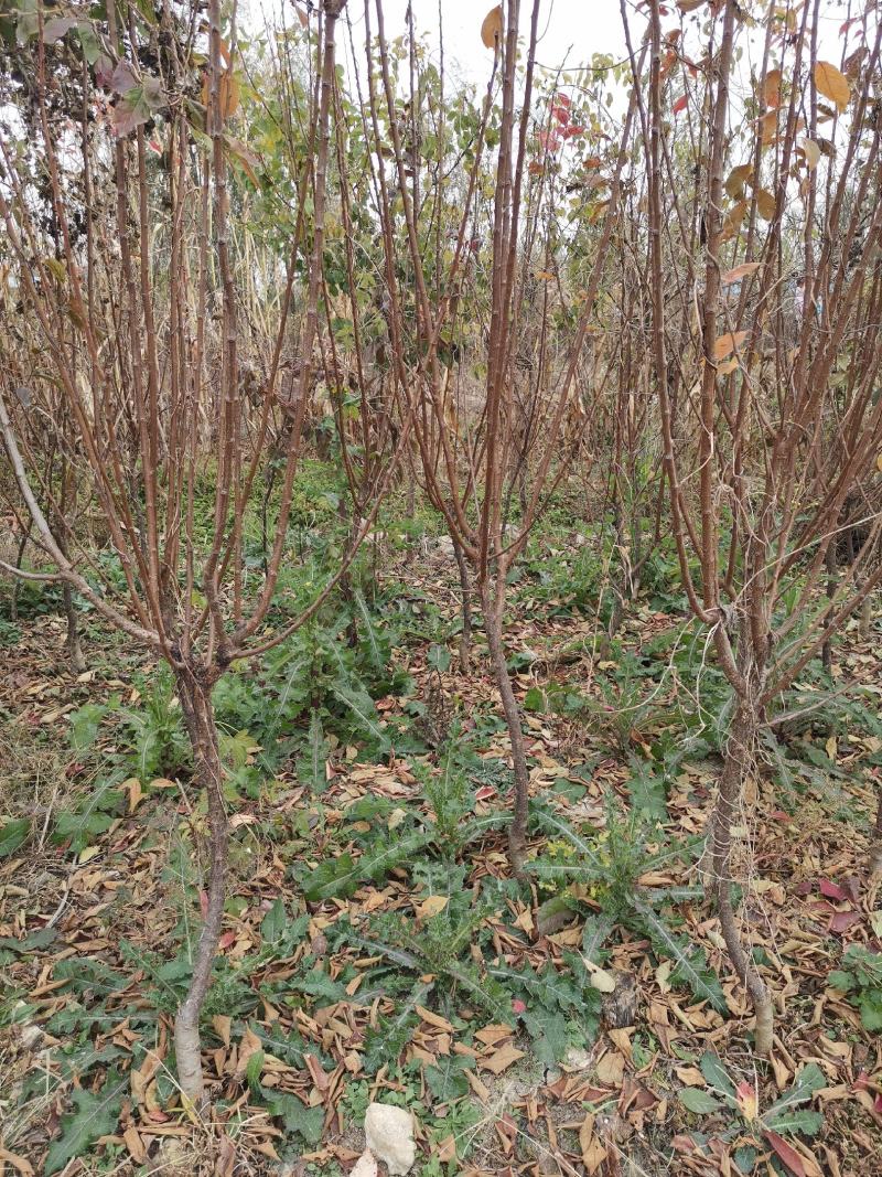 基地直销包品种精品适合南北种植的李子苗恐龙蛋李子苗
