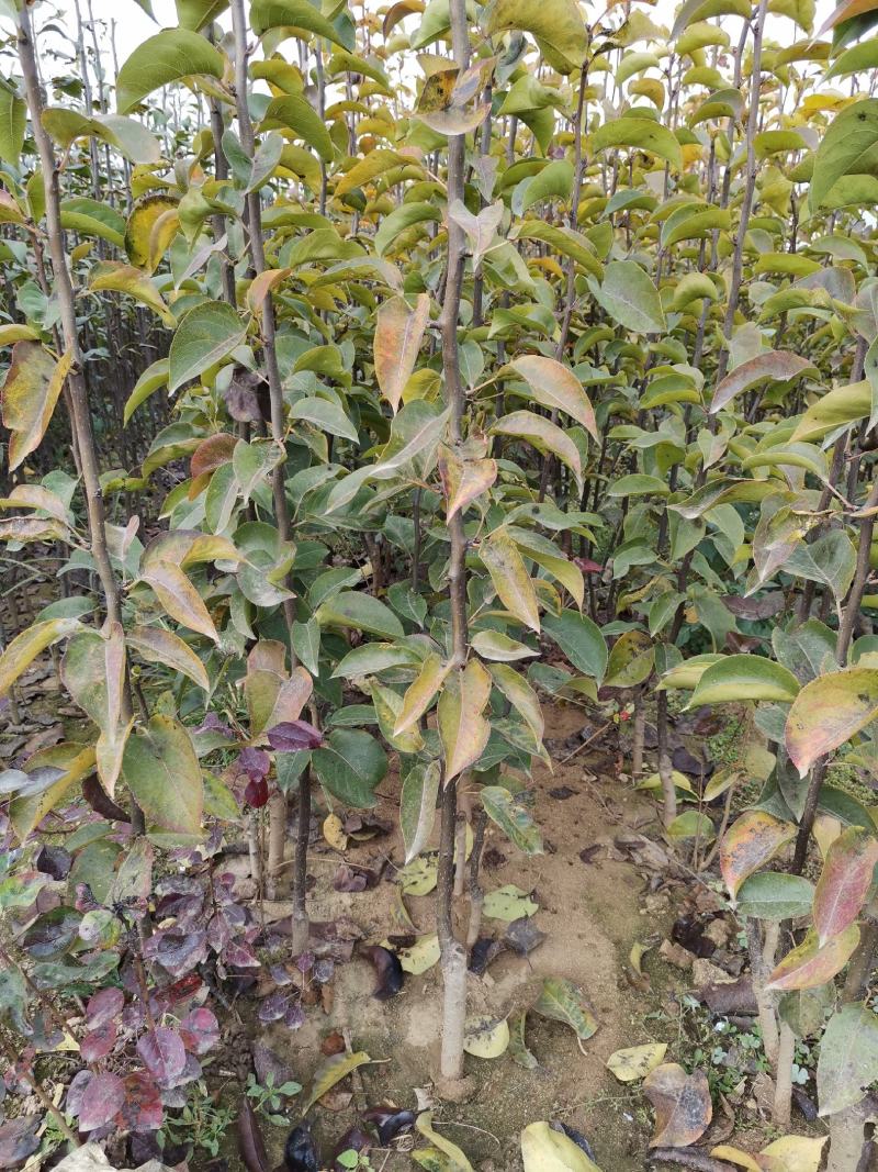 红梨苗皇冠梨苗适合南北种植包品种