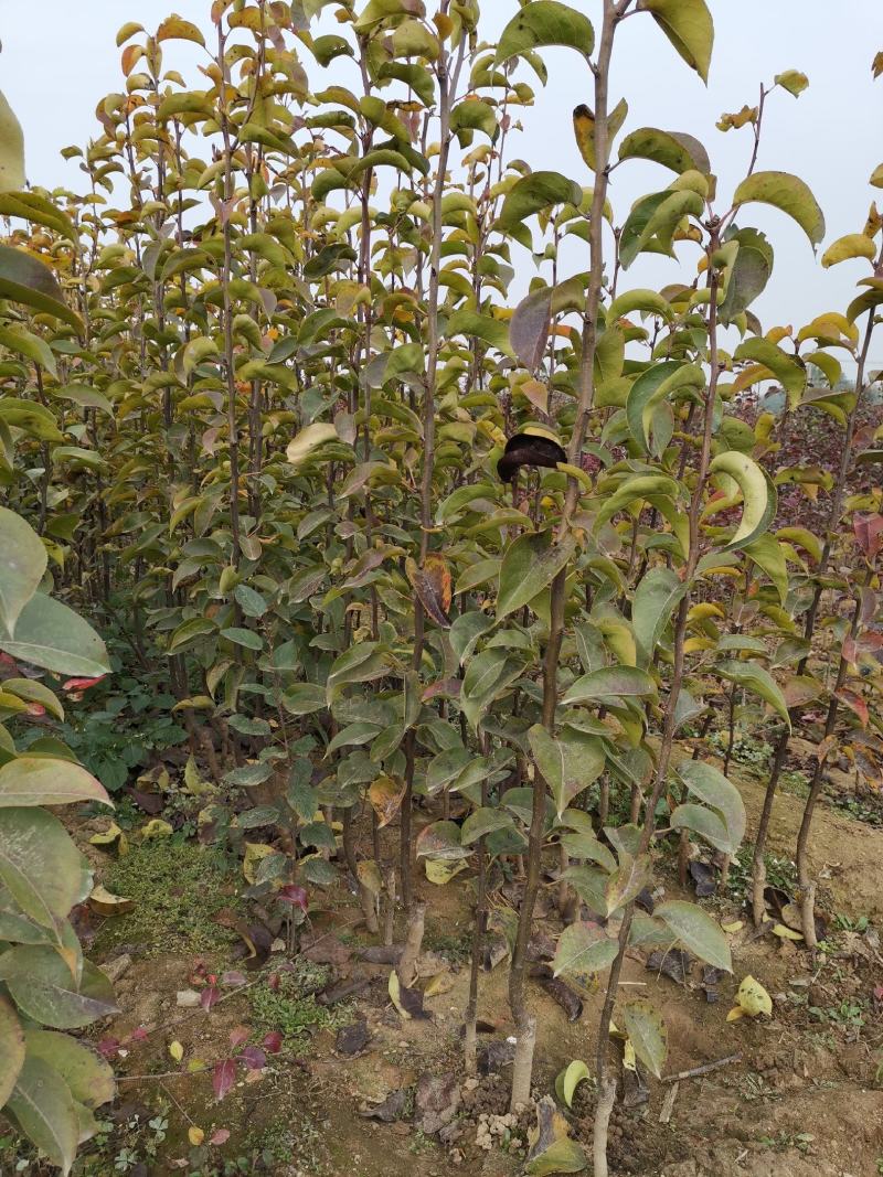 红梨苗皇冠梨苗适合南北种植包品种