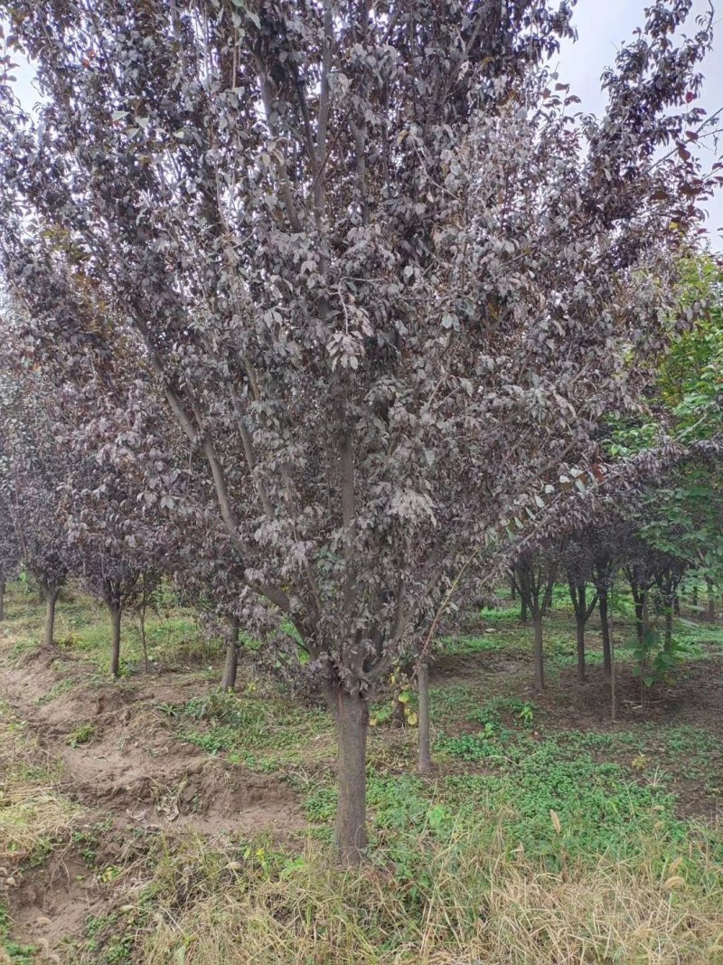 常年供应各种规格红叶李