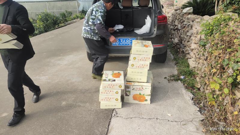 水果象山县红美人桔子爱媛