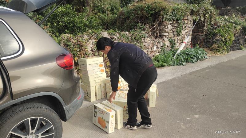 水果象山县红美人桔子爱媛