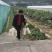 水果象山县红美人桔子爱媛