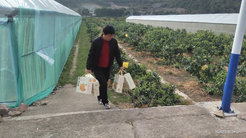 水果象山县红美人桔子爱媛