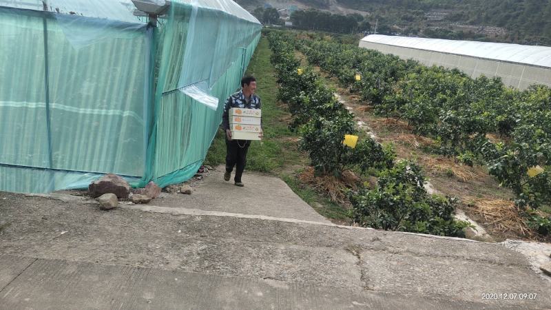 水果象山县红美人桔子爱媛