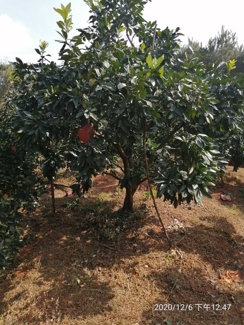 丛生柚子树，地苗，断根苗各种规格大量现货…………