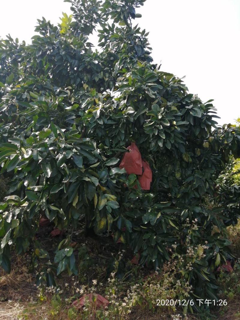 丛生柚子树，地苗，断根苗各种规格大量现货…………