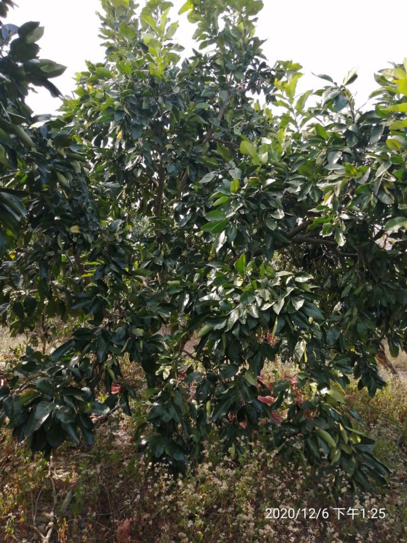 丛生柚子树，地苗，断根苗各种规格大量现货…………