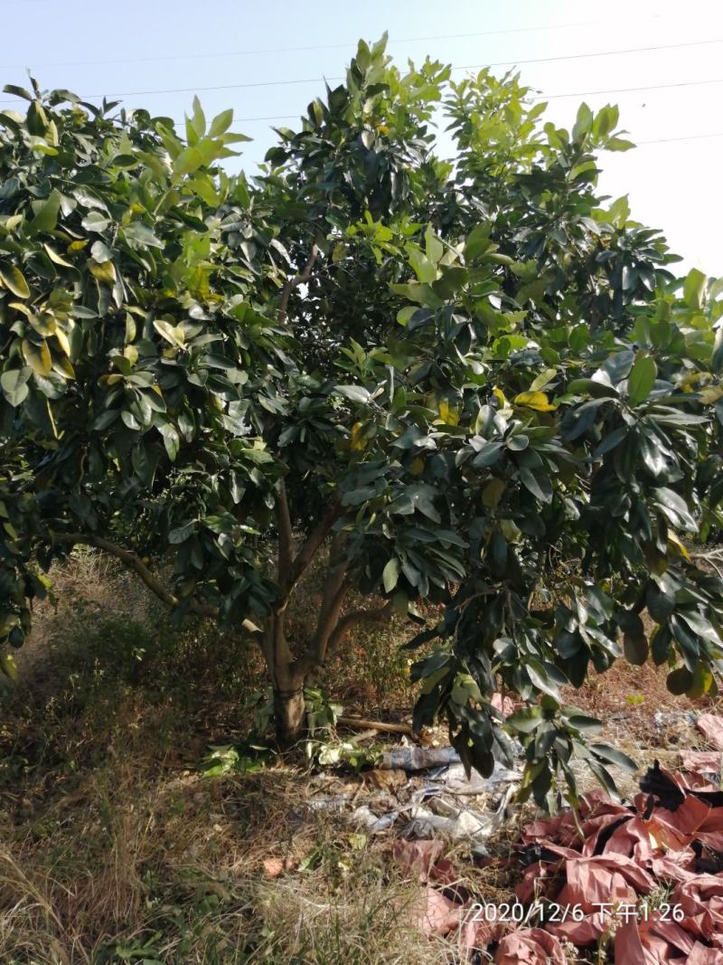 丛生柚子树，地苗，断根苗各种规格大量现货…………