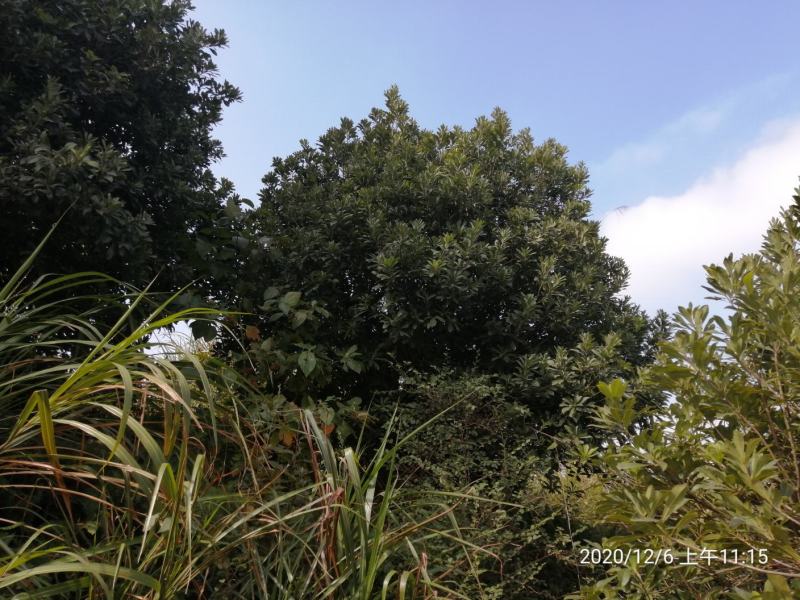 杨梅树）超大杨梅树，5米以上