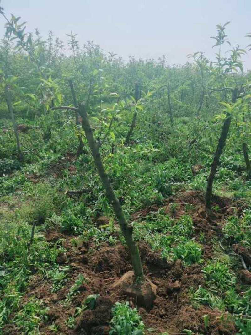 常年供应各种占地果树，桃树，李子树，梨树