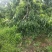 常年供应各种占地果树，桃树，李子树，梨树