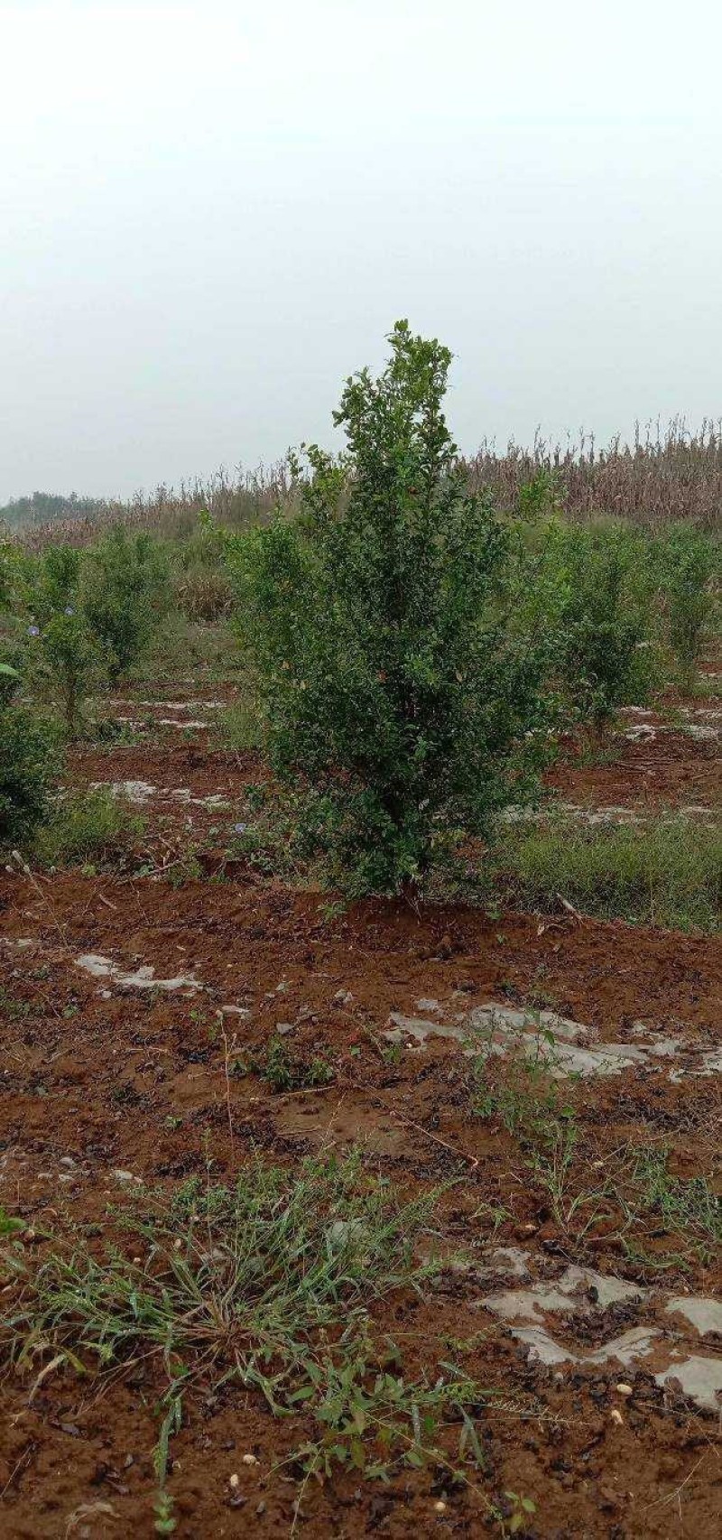 常年供应各种占地果树，桃树，李子树，梨树