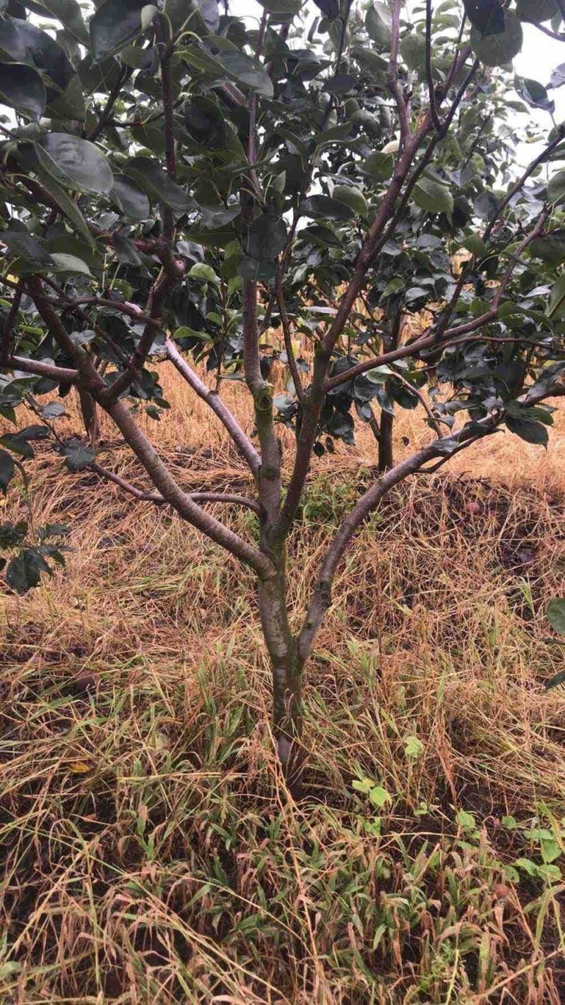 常年供应各种占地果树，桃树，李子树，梨树