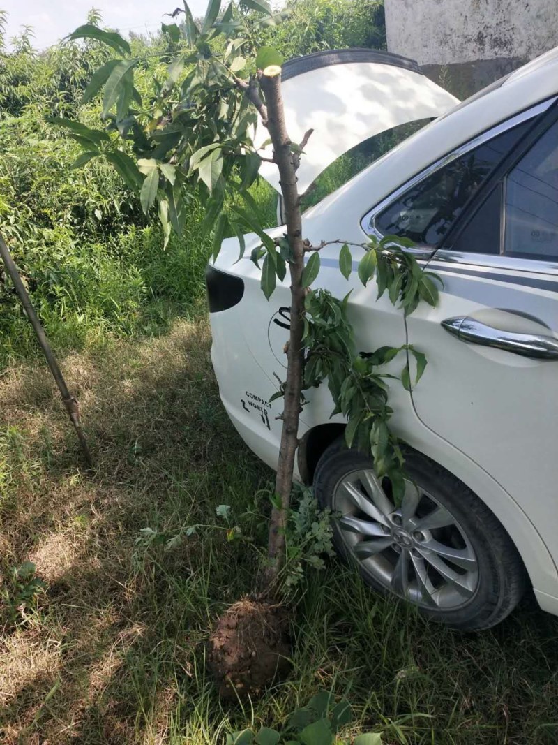 常年供应各种占地果树，桃树，李子树，梨树