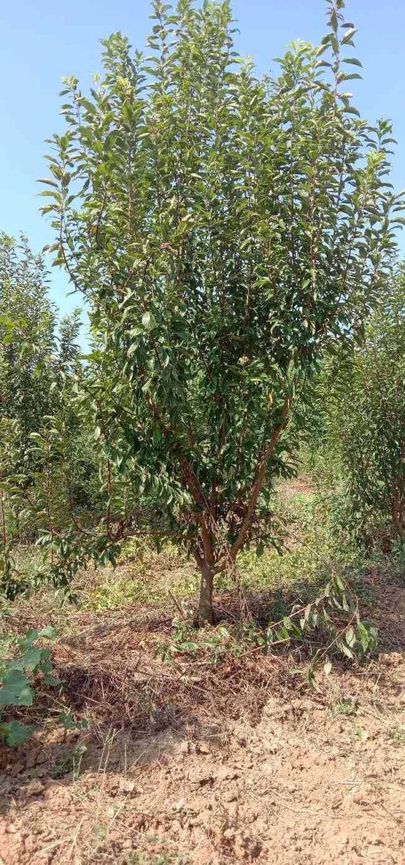 常年供应各种占地果树，桃树，李子树，梨树